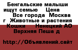 Бенгальские малыши ищут семью) › Цена ­ 5 500 - Все города, Москва г. Животные и растения » Кошки   . Ненецкий АО,Верхняя Пеша д.